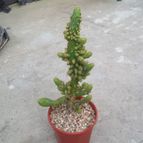 Collecion de Kaktus-grys