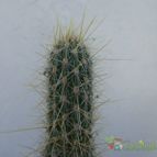 Collecion de Kaktus-grys