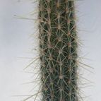 Collecion de Kaktus-grys