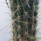 Collecion de Kaktus-grys