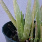 Collecion de Kaktus-grys