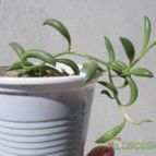 Collecion de Kaktus-grys