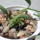 Collecion de Kaktus-grys