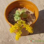 Collecion de Kaktus-grys