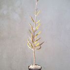 Collecion de Kaktus-grys
