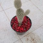 Collecion de Kaktus-grys