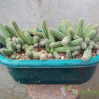 Collecion de Kaktus-grys