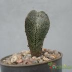 Collecion de Kaktus-grys