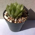 Collecion de Kaktus-grys