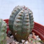 Collecion de Kaktus-grys