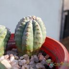 Collecion de Kaktus-grys