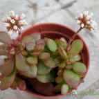 Collecion de Kaktus-grys