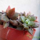 Collecion de Kaktus-grys