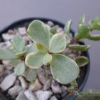 Collecion de Kaktus-grys