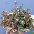 Collecion de Kaktus-grys
