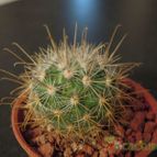 Collecion de Karluna