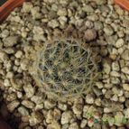 Collecion de Karluna