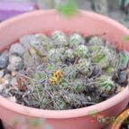 Collecion de Kauderwelsch