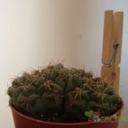 Collecion de KeroS