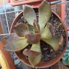 Collecion de LOTOJIM