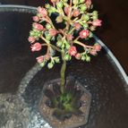 Echeveria affinis