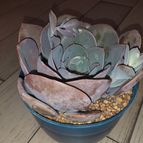 Collecion de LOTOJIM