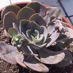 Collecion de LOTOJIM