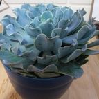Collecion de LOTOJIM