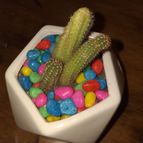 Collecion de LOTOJIM