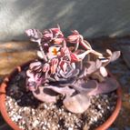 Collecion de LOTOJIM