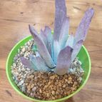 Collecion de LOTOJIM