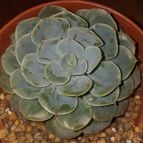 Collecion de LOTOJIM