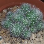 Collecion de LOTOJIM