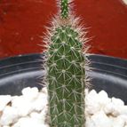 Collecion de Lalodf