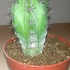 Collecion de Lauracactusera