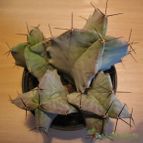 Collecion de Laurarte89