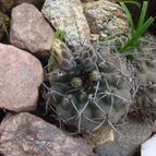 Collecion de Lauri