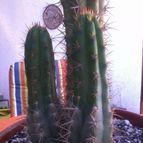Collecion de Lautaro