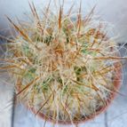 Collecion de Lauthom