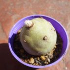 Collecion de Lauthom