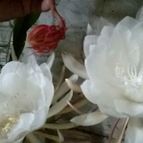 Collecion de Lauthom