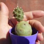Collecion de Lauthom
