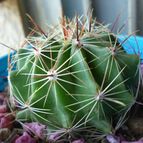 Collecion de Lauthom