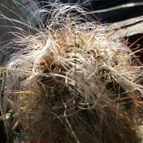 Collecion de Lauthom