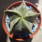 Collecion de Lauthom