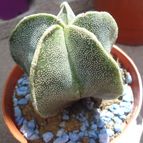 Collecion de Lauthom