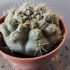 Collecion de Lauthom