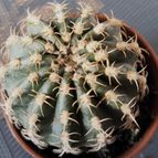Collecion de Lauthom