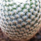 Collecion de Lauthom