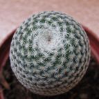 Collecion de Lauthom